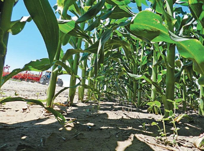 La Niña causará sequías que afectarán la cosecha de soja en Argentina