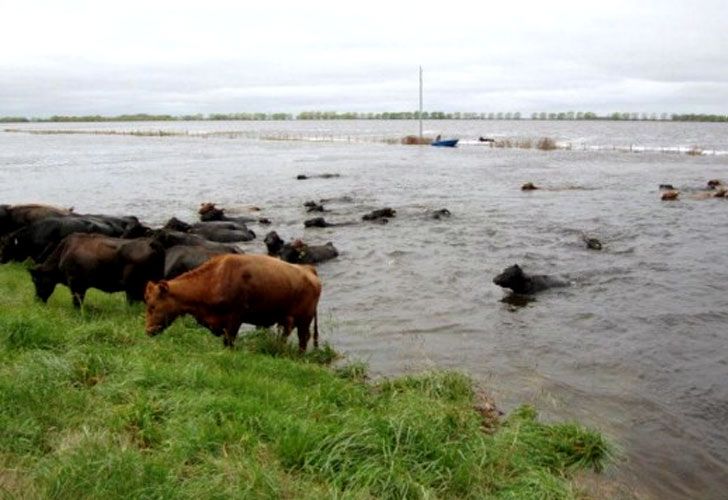 Evacuando vacas en época de parición