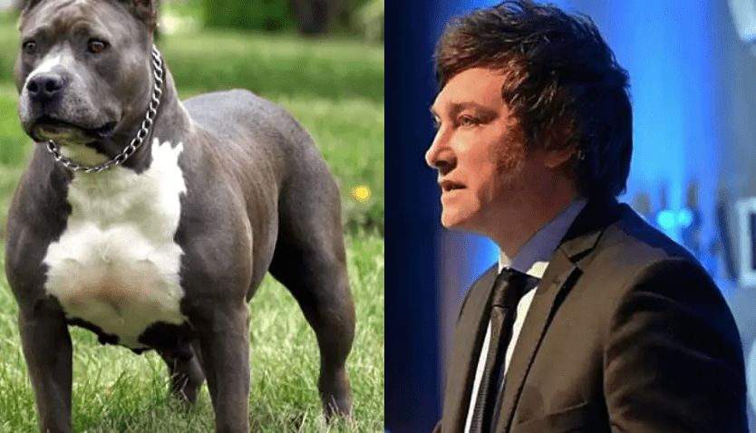 Javier Milei defendió a un perro pitbull que le arrancó el brazo a un ladrón en México