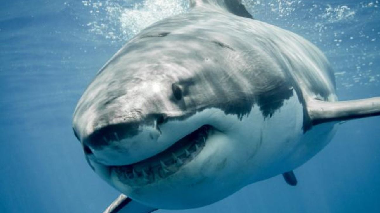 Un tiburón atacó a una mujer en la bahía de Sídney: es el primer ataque allí en 15 años