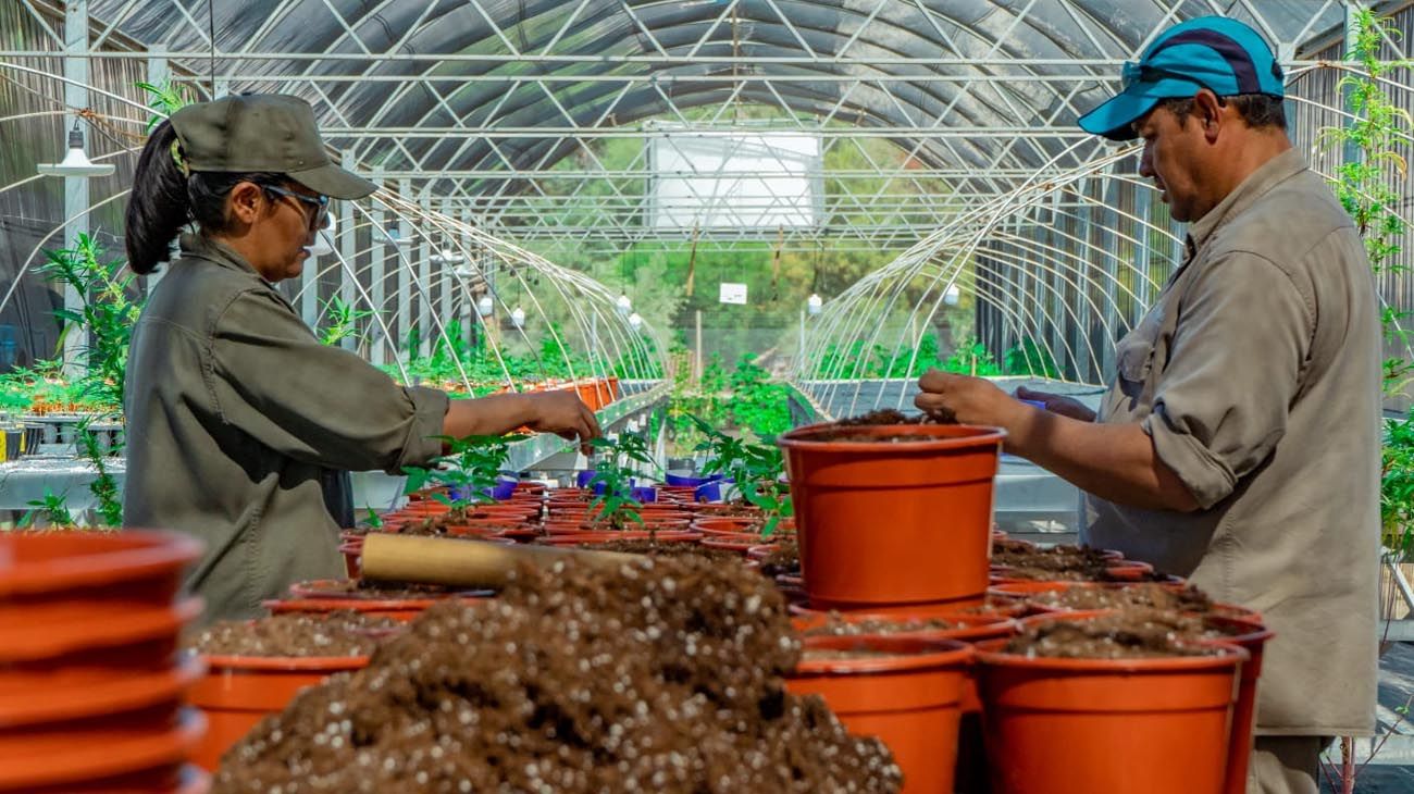 Cannabis: La Rioja ya puede autorizar a las empresas a explorar y a producir