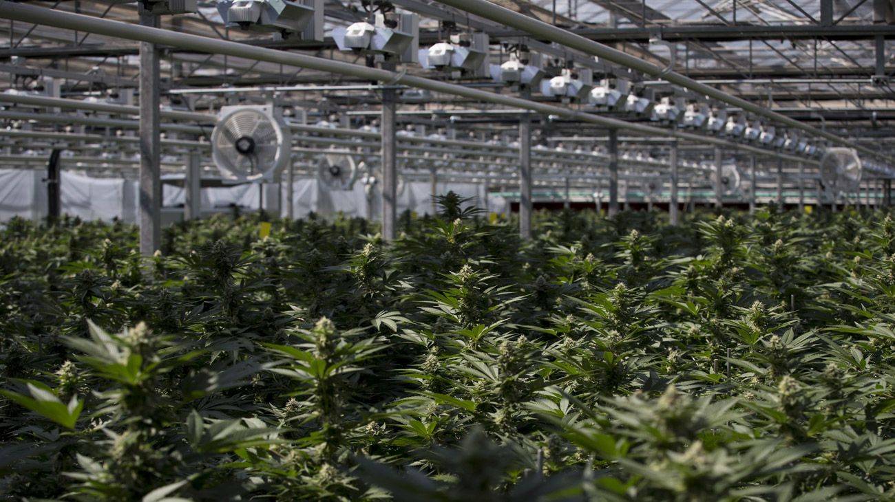 Tilray destrona a Canopy y se convierte en la firma de cannabis más valiosa