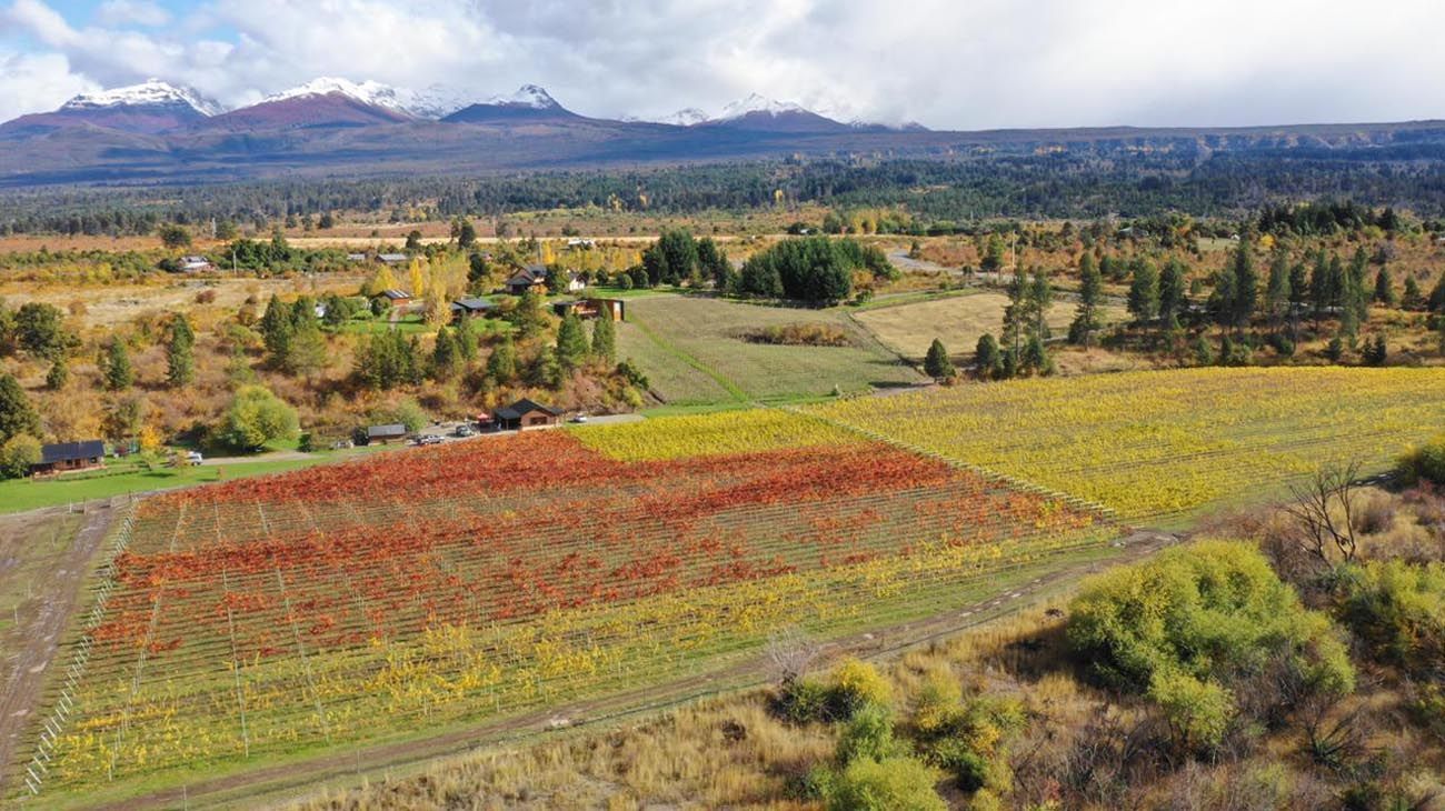 Cuáles son las claves para tener una plantación de exitosa de viñedos