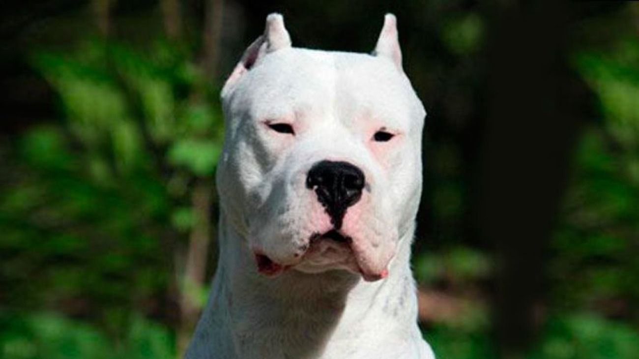 Un perro dogo atacó y mató a una nena de 2 años