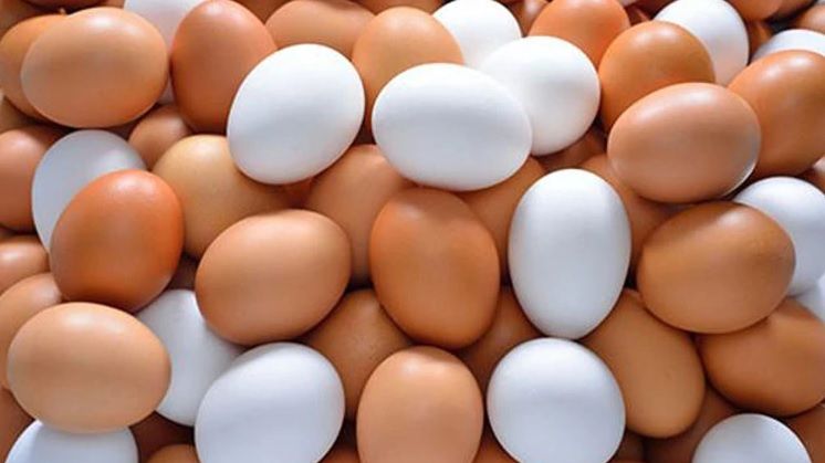 "El huevo contiene la proteína animal más económica y saludable"