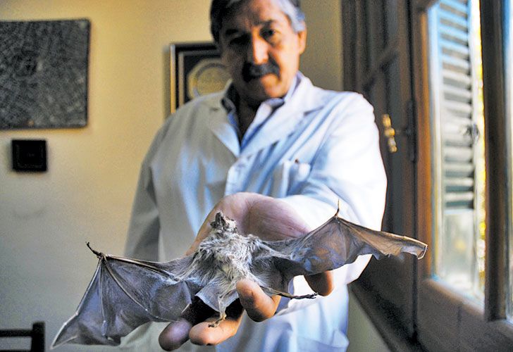 Mar del Plata: un murciélago con rabia mordió a un nene de 6 años