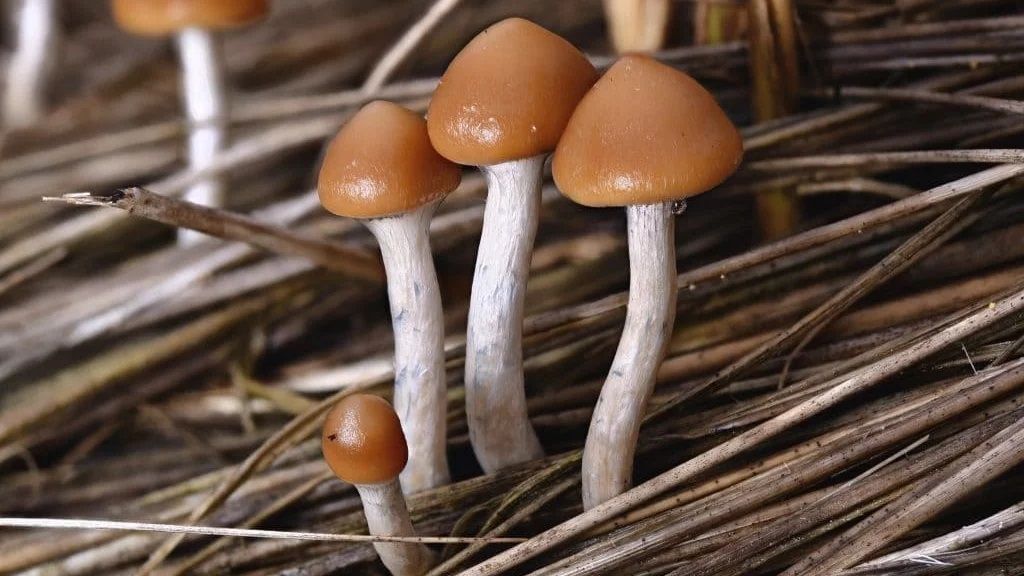 Usos terapéuticos de drogas prohibidas, ¿en qué situación está Argentina?