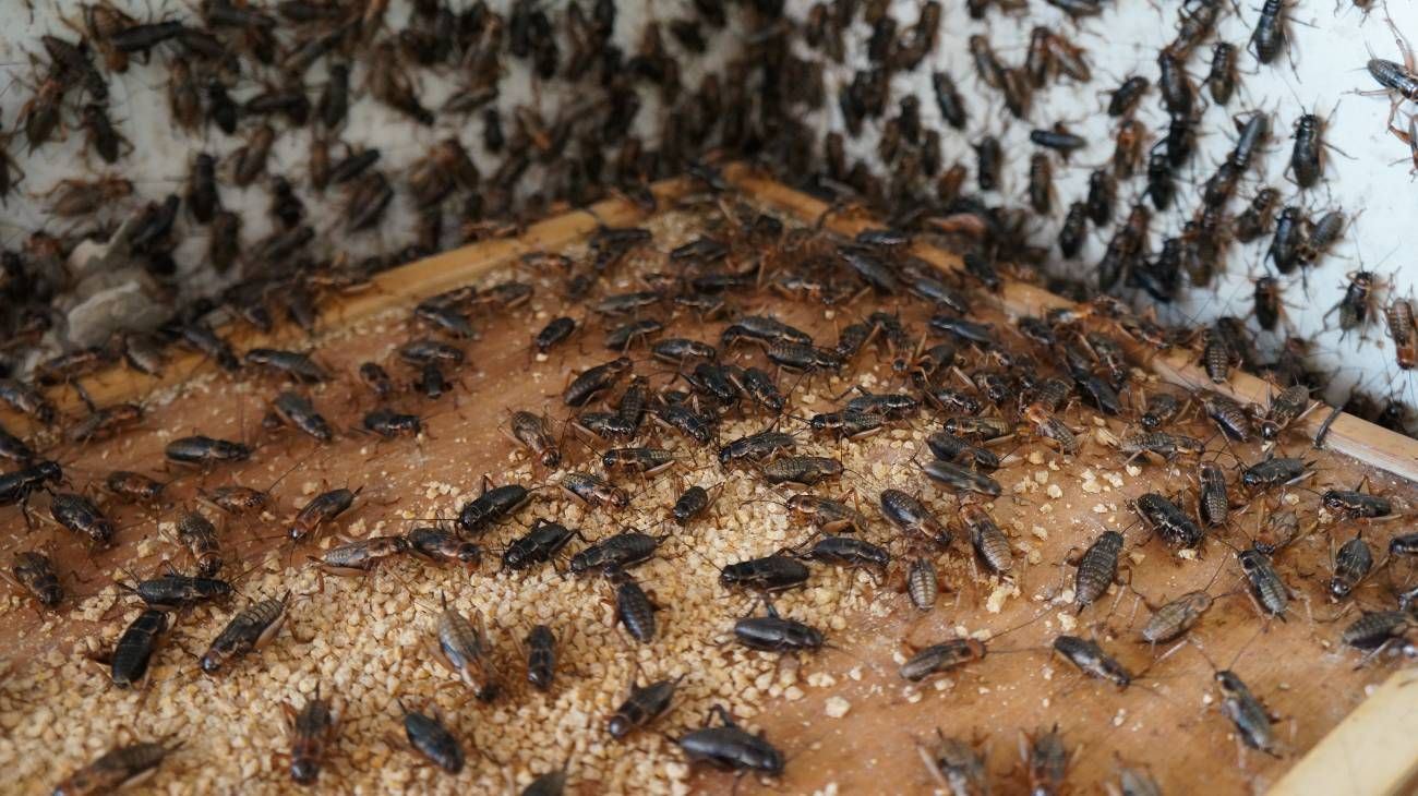 Grillos para todos: en el país de la carne quieren alimentarnos con insectos