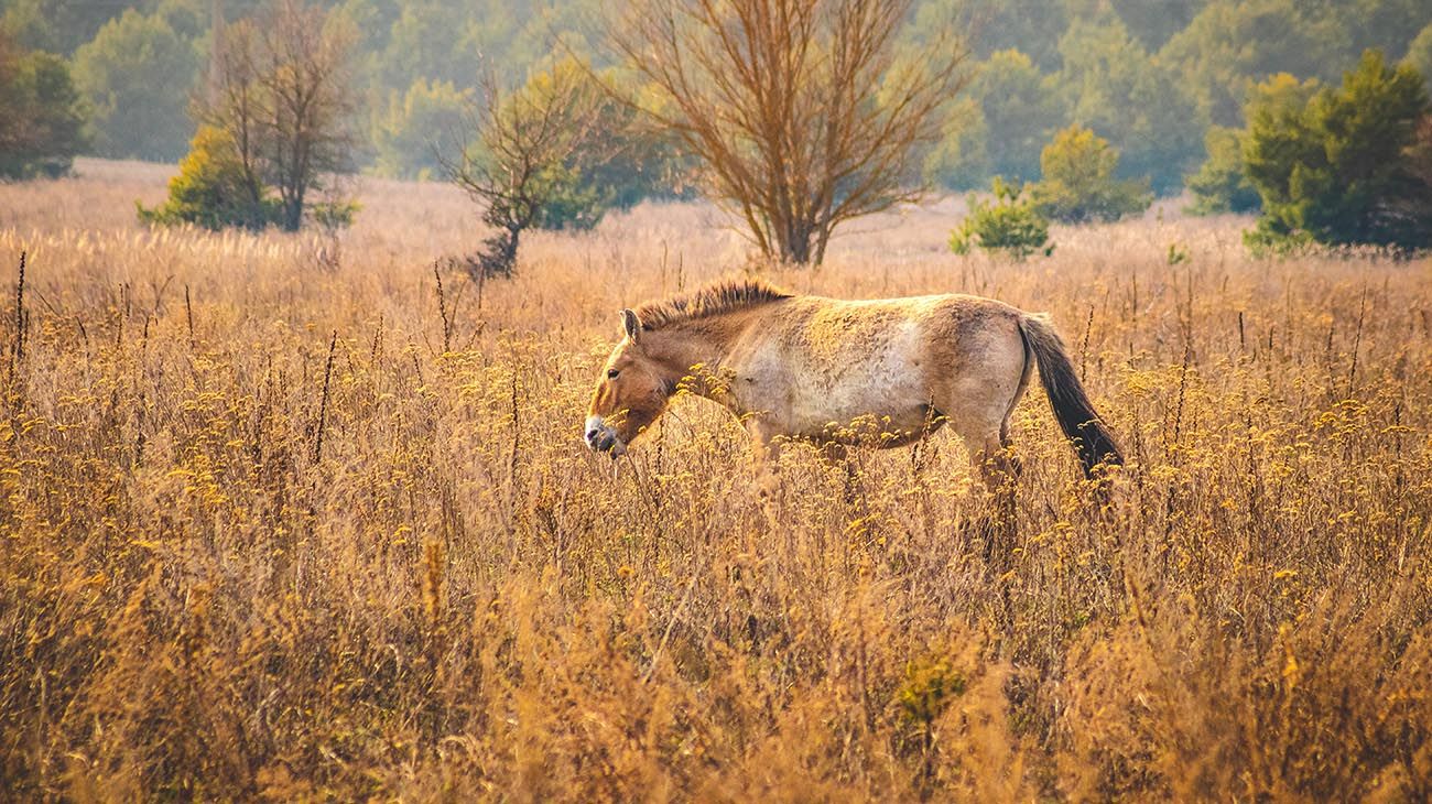 El misterio de los caballos de Chernobyl desafía a la ecología