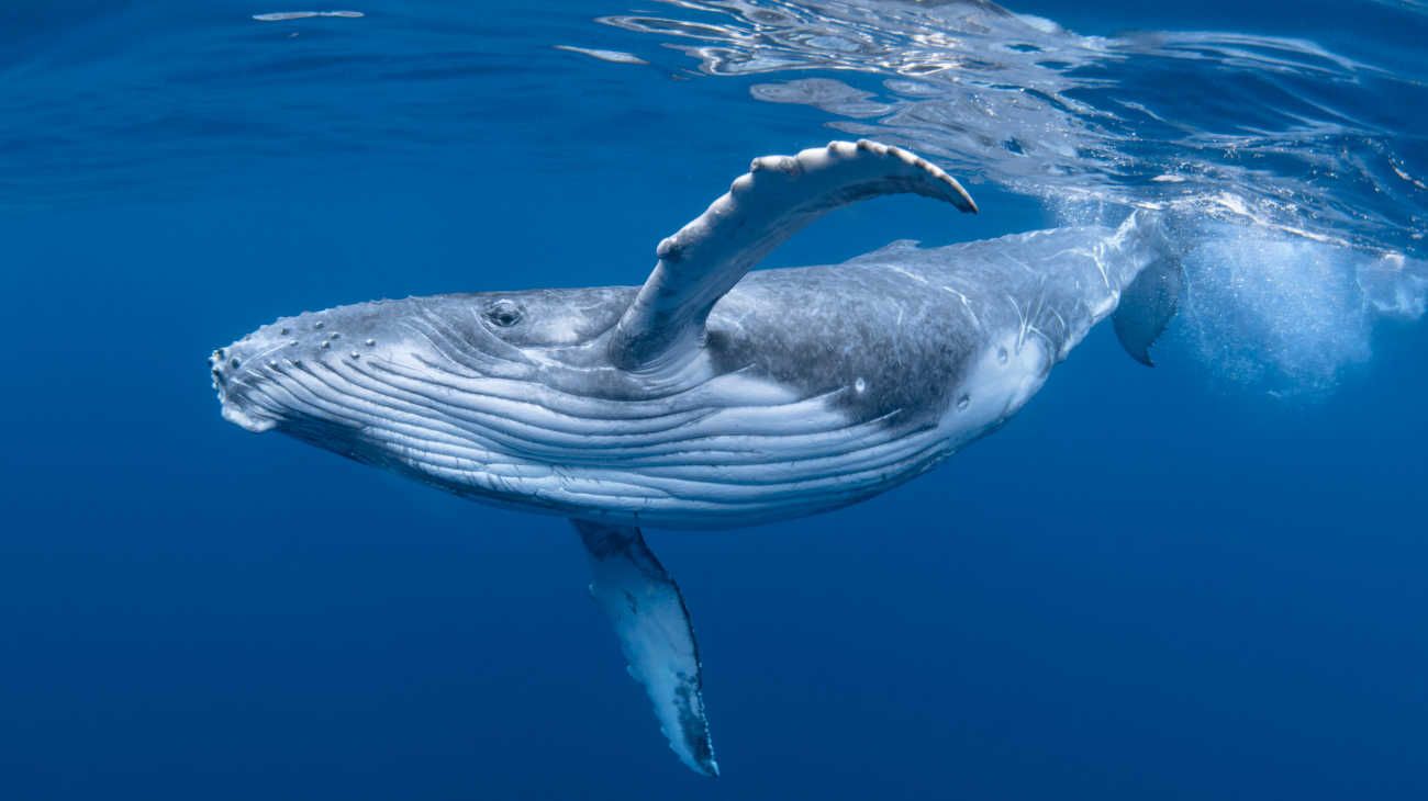 De pequeños antepasados a gigantes del mar: así aumentó el tamaño de las ballenas