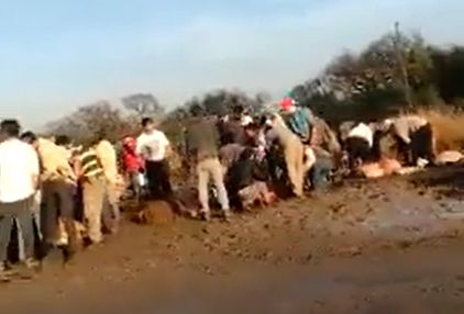 Video: volcó un camión con vacas en Santa Fe y la gente las carneó