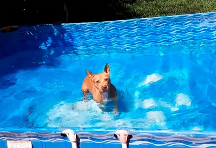 ¡Perro al agua! Kiara, la perra que se hizo viral con su chapoteo