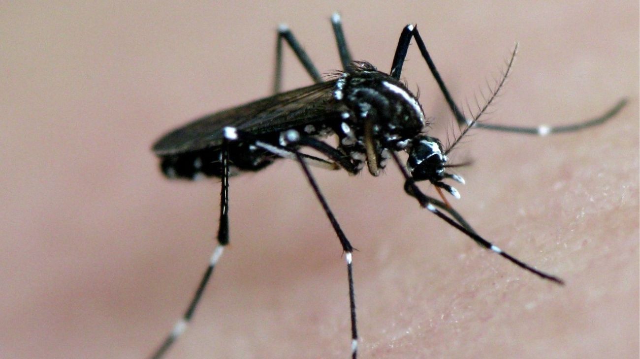 Dengue imparable: Argentina ya registró más de 28 mil casos en lo que va de 2023