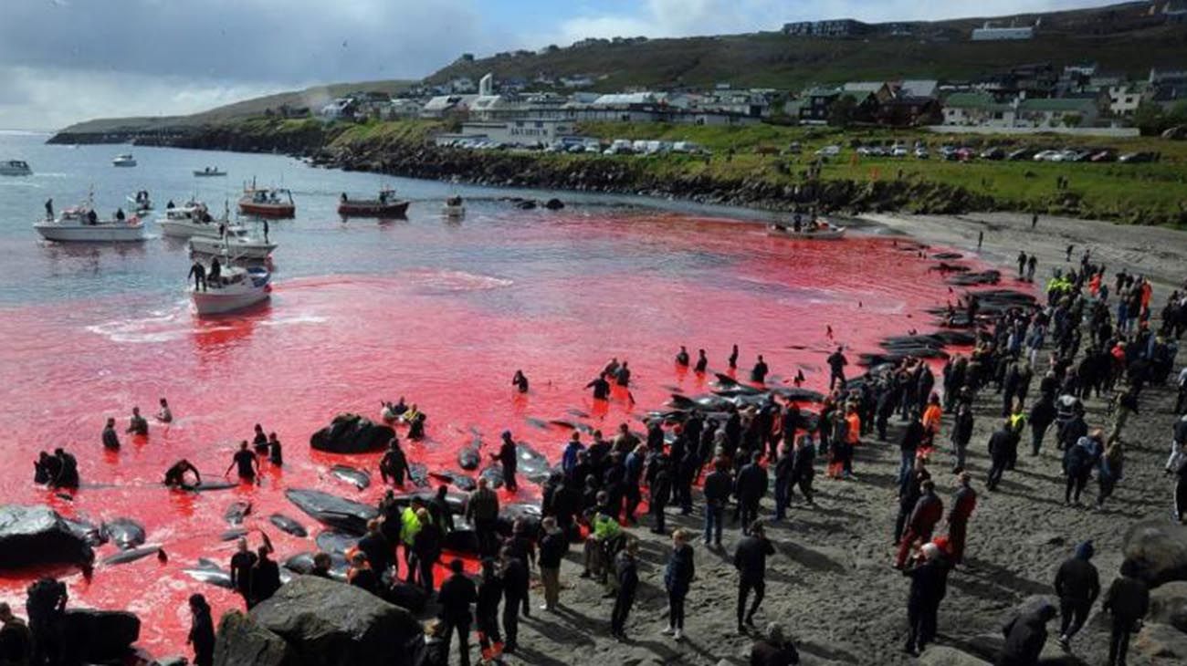 Indignación mundial por la matanza vikinga "tradicional" de 1.400 delfines