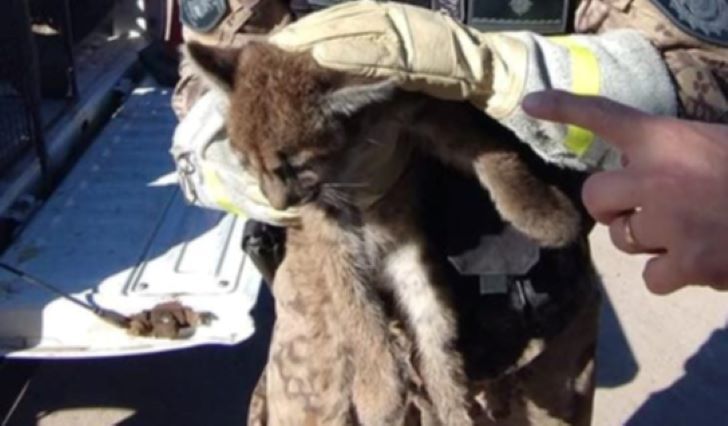 Córdoba: rescataron a un cachorro de puma