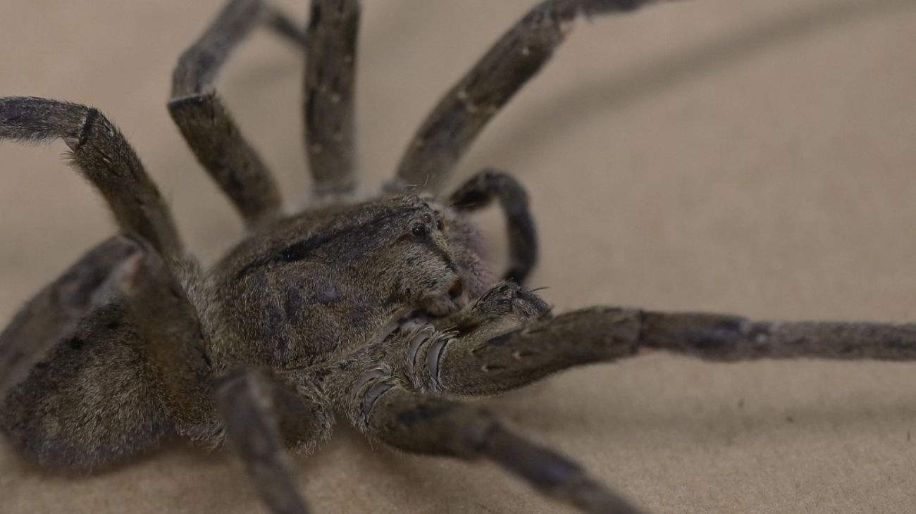 El letal veneno de la araña bananera ayudó a crear un gel contra la disfunción eréctil