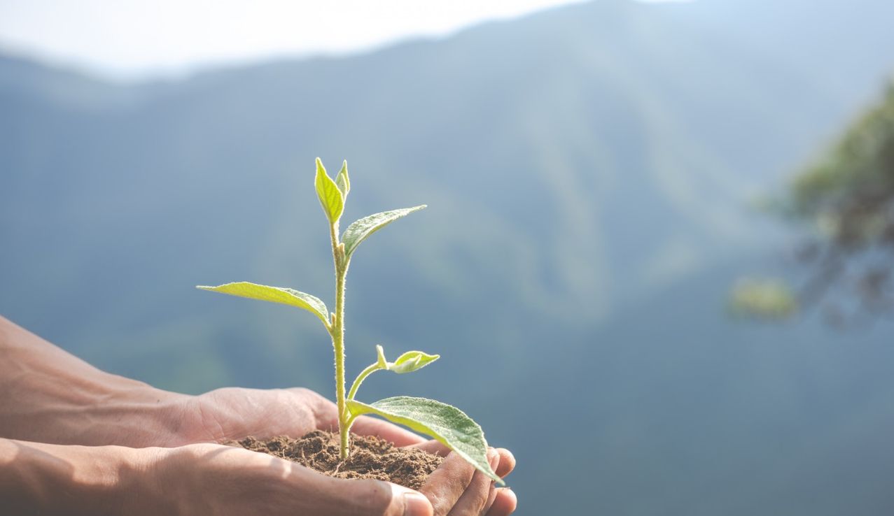Sustentabilidad de negocios: qué es y cómo influye en los usuarios