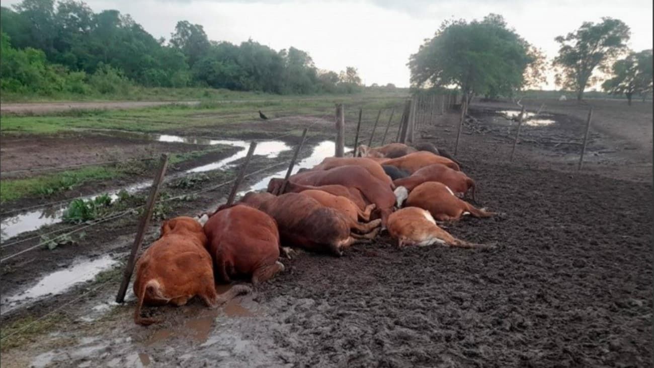 Murieron 65 terneros fulminados por un impactante rayo en Formosa