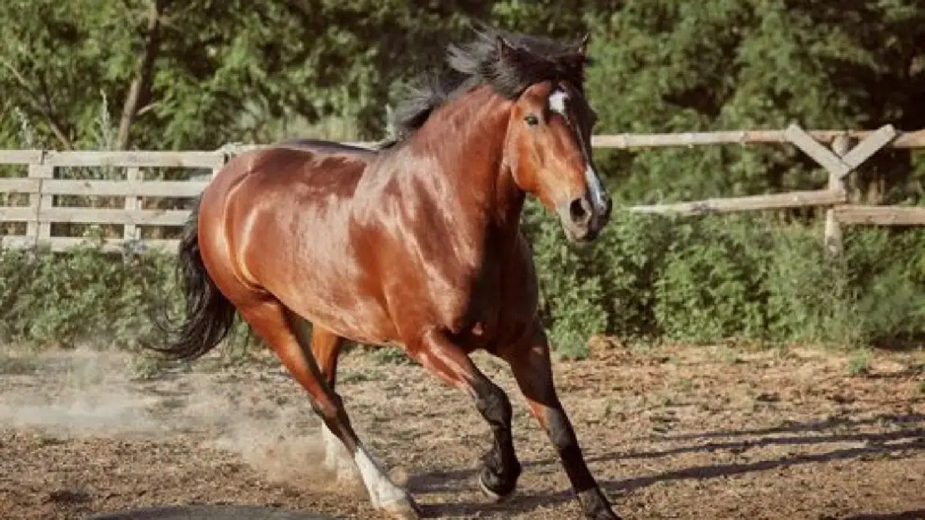 Alerta por el regreso de la encefalomielitis equina: qué es y cómo afecta a caballos y humanos