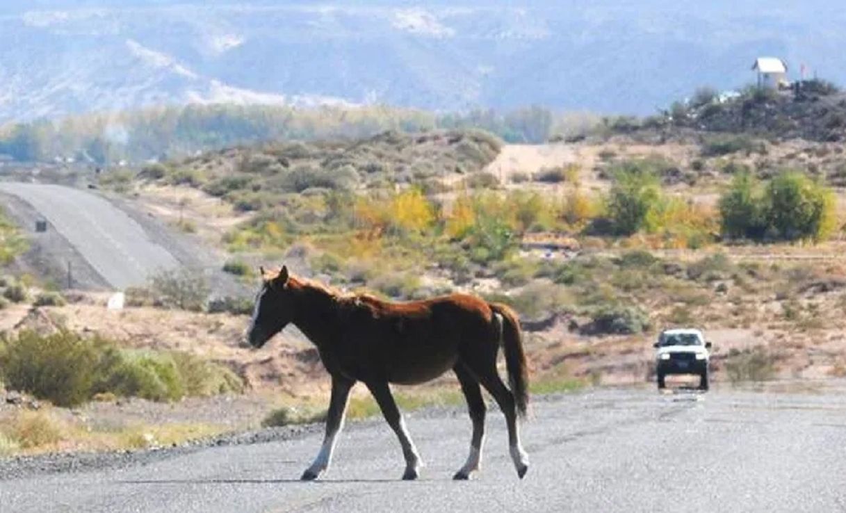 ¿Cómo es el plan para reducir el atropellamiento de animales autóctonos en las rutas entrerrianas?
