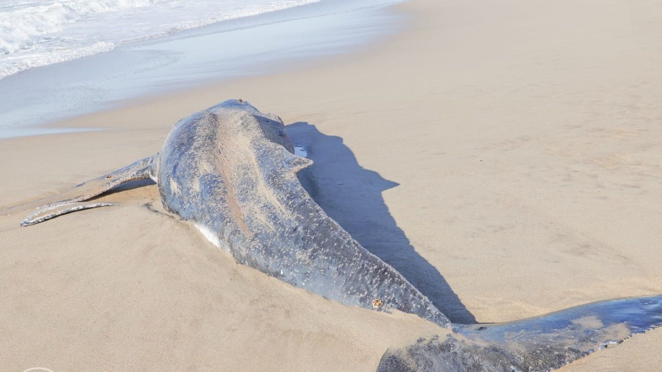 Mar del Plata: apareció una ballena muerta en la playa y buscan determinar las causas