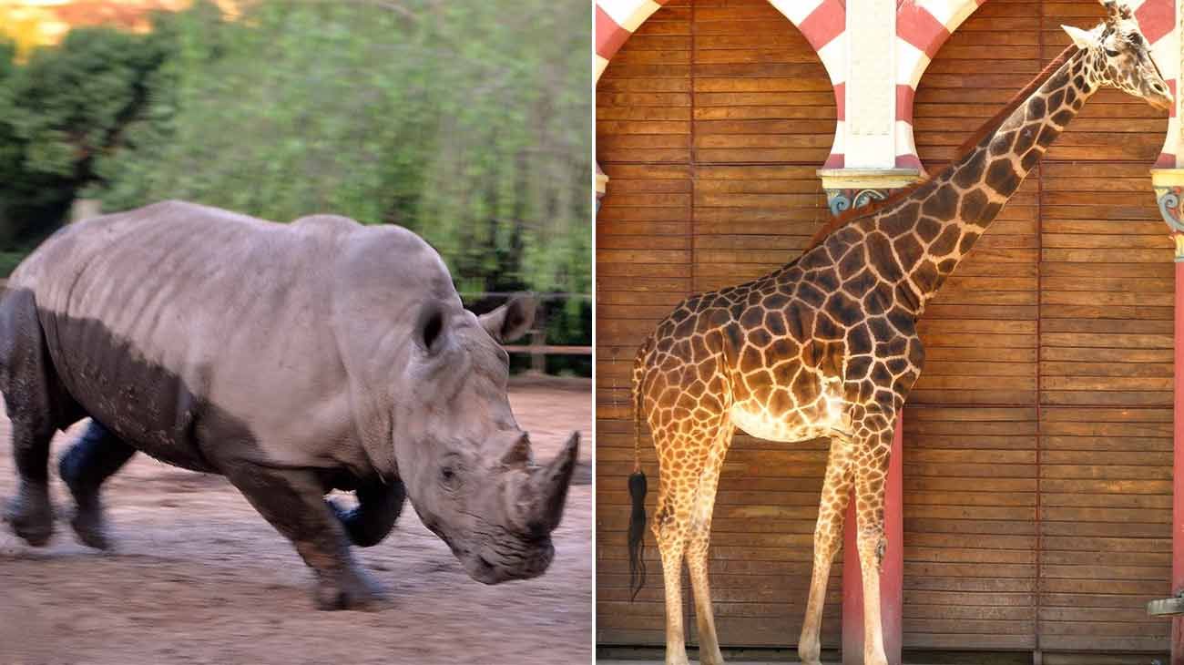 Polémica por la situación del Ecoparque y la muerte de dos animales