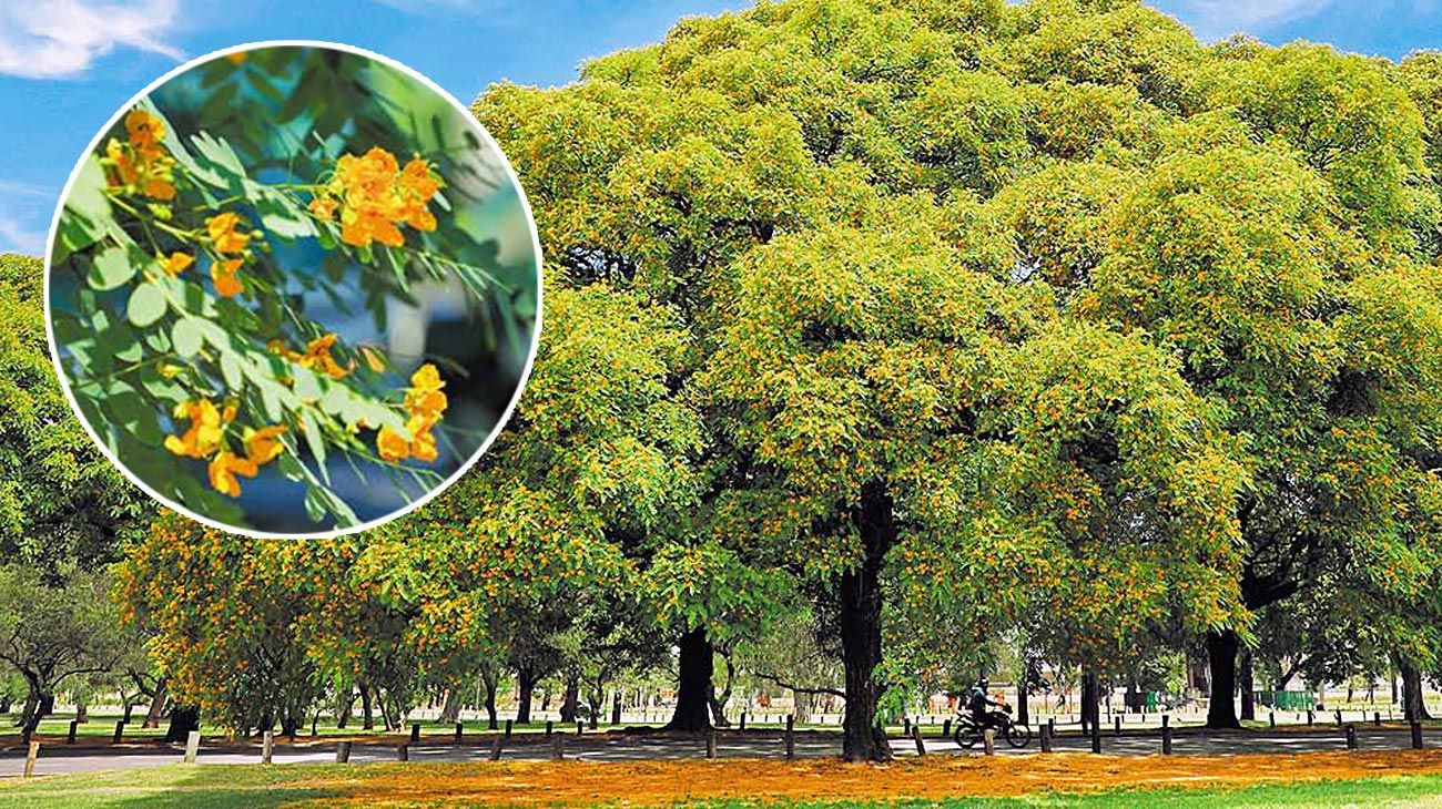 Por las flores de las tipas, la Ciudad se tiñó de amarillo