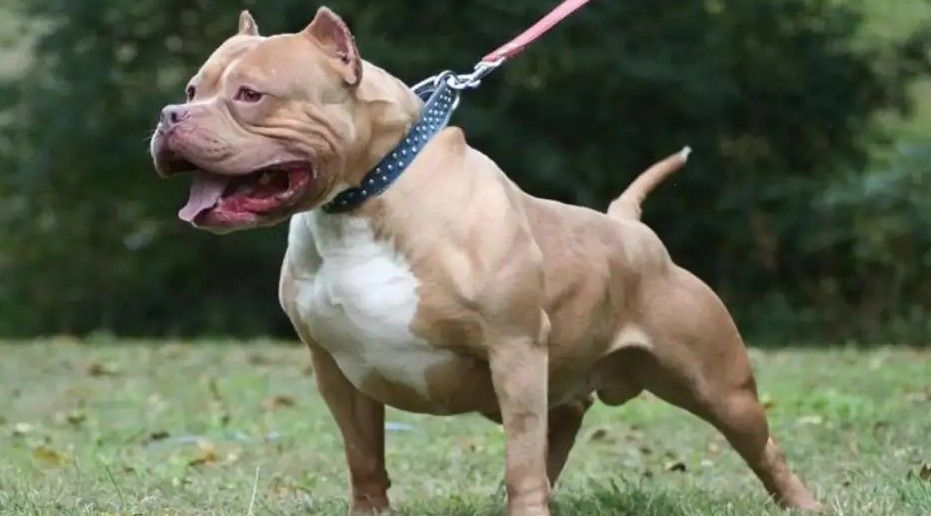 Sacrificaron a un pitbull para salvar a una beba de casi dos años