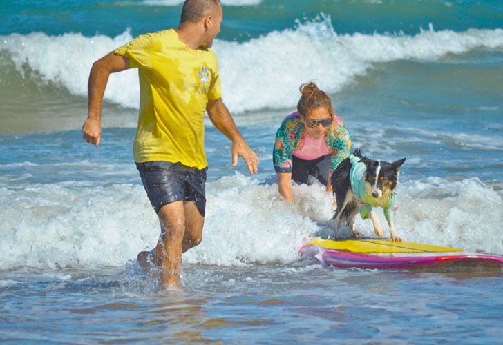 En Mar del Plata, dan clases de surf para perros y sus dueños
