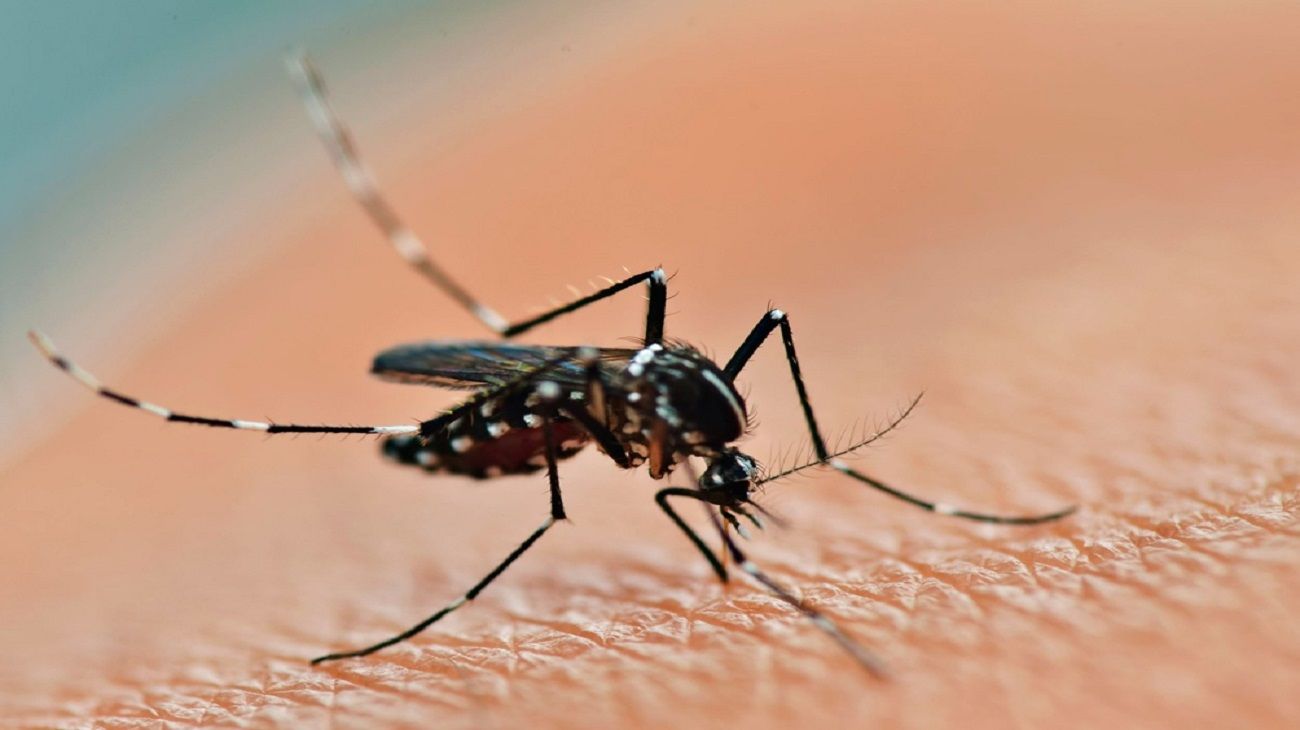 Dengue: las recomendaciones para prevenir esta enfermedad