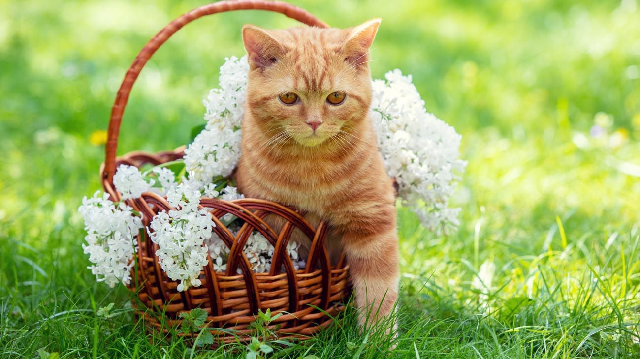 Alerta mascotas: 10 plantas tóxicas para los gatos