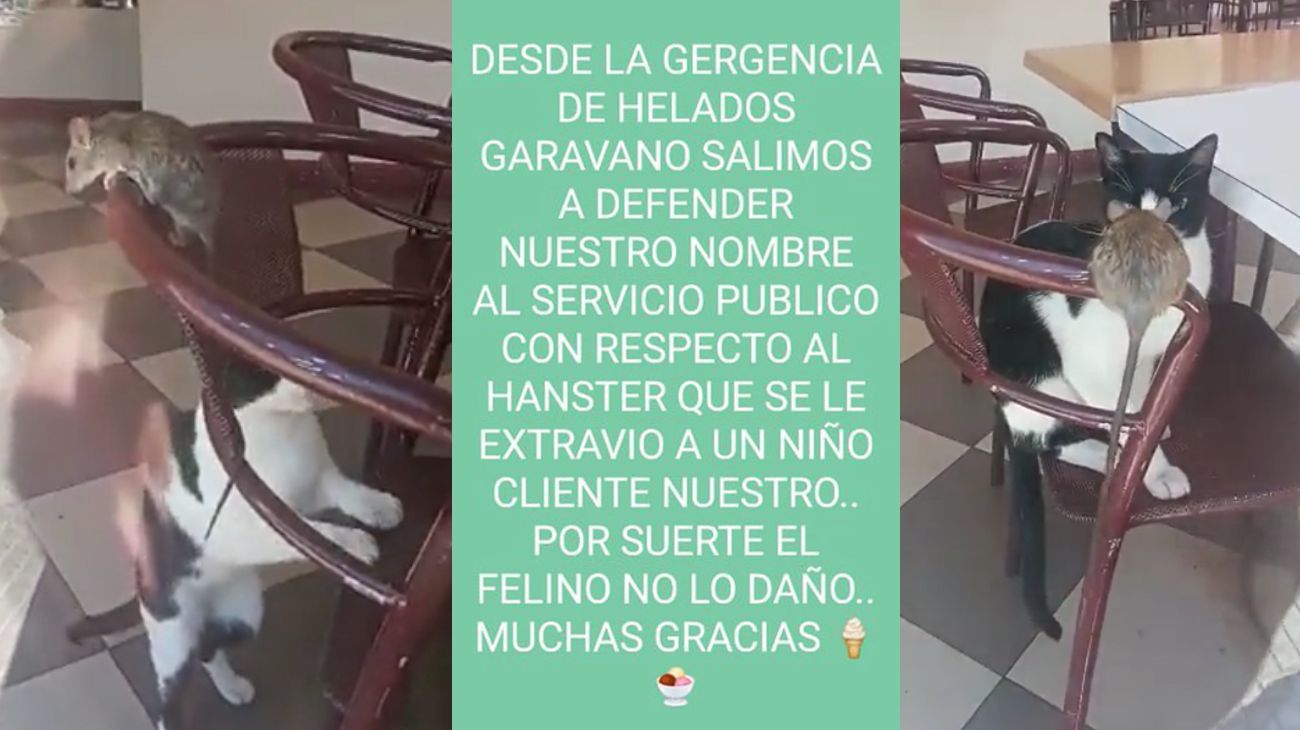 La insólita respuesta de una heladería a la que acusaron de tener ratas: "Era un hámster"