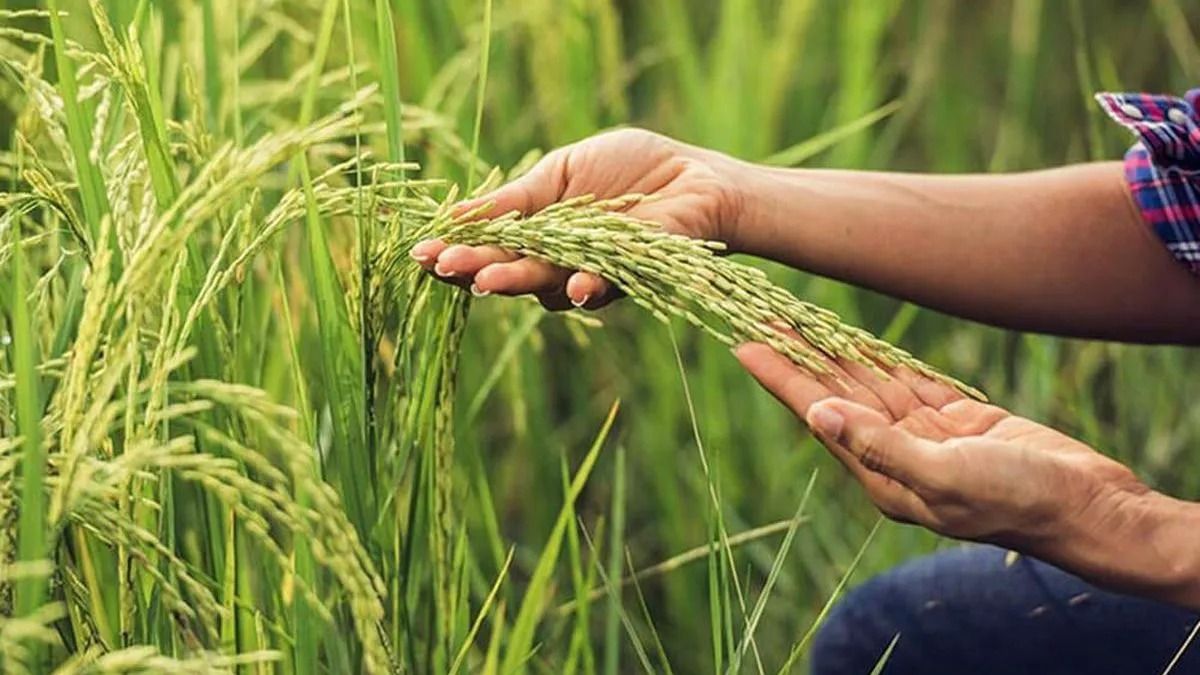 La producción arrocera creció 34% en 2025, el mejor resultado en una década