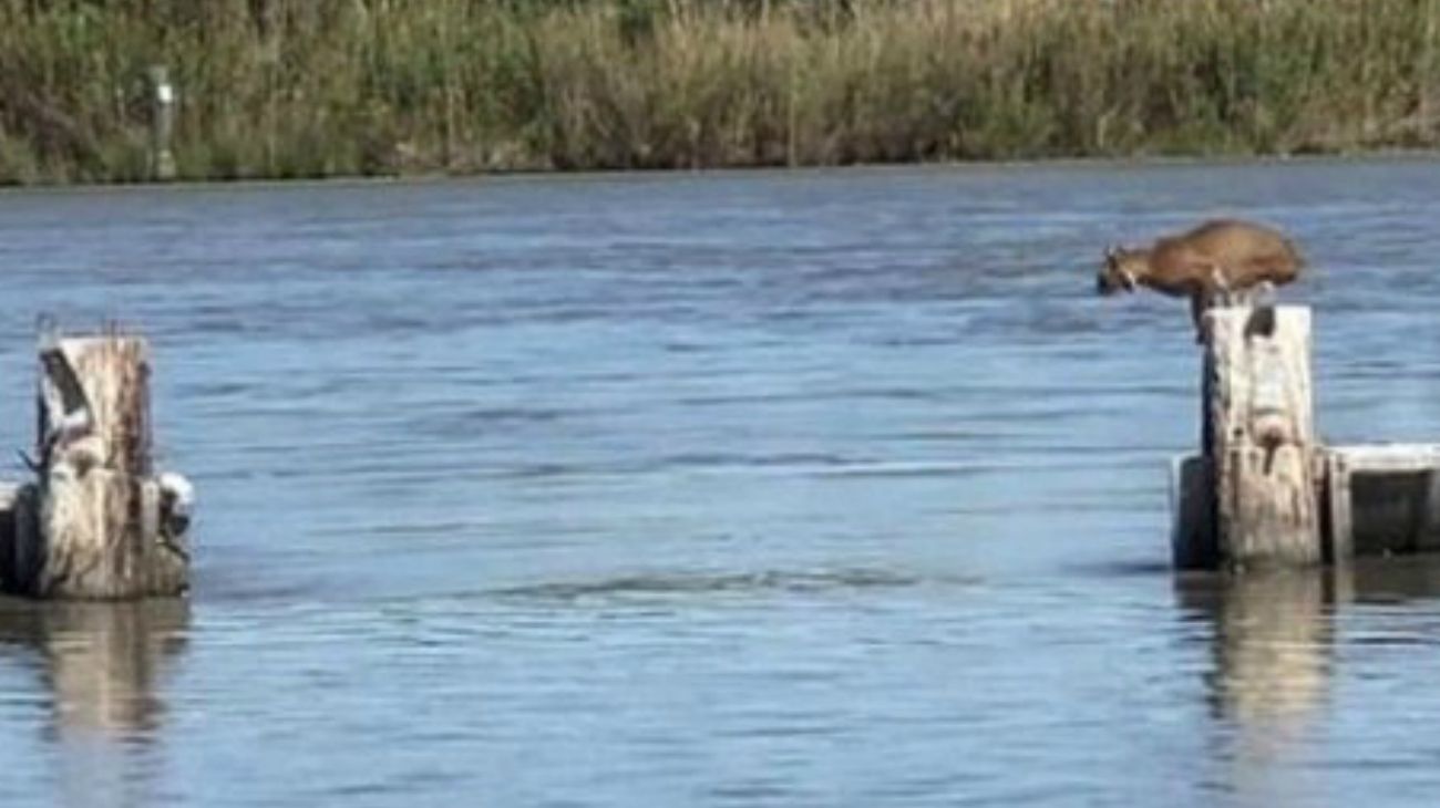El increíble salto del lince que quería atravesar un río de Louisiana y se hizo viral