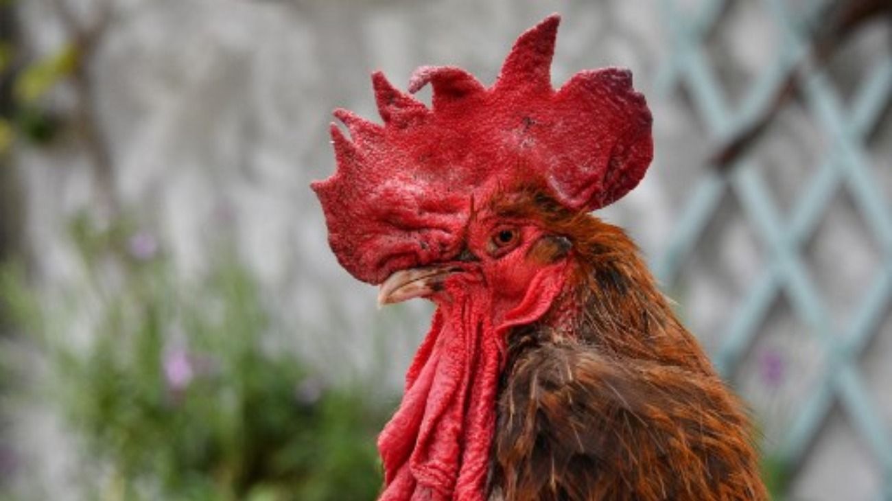 Multan al dueño de un gallo cantor por "ruidos molestos"