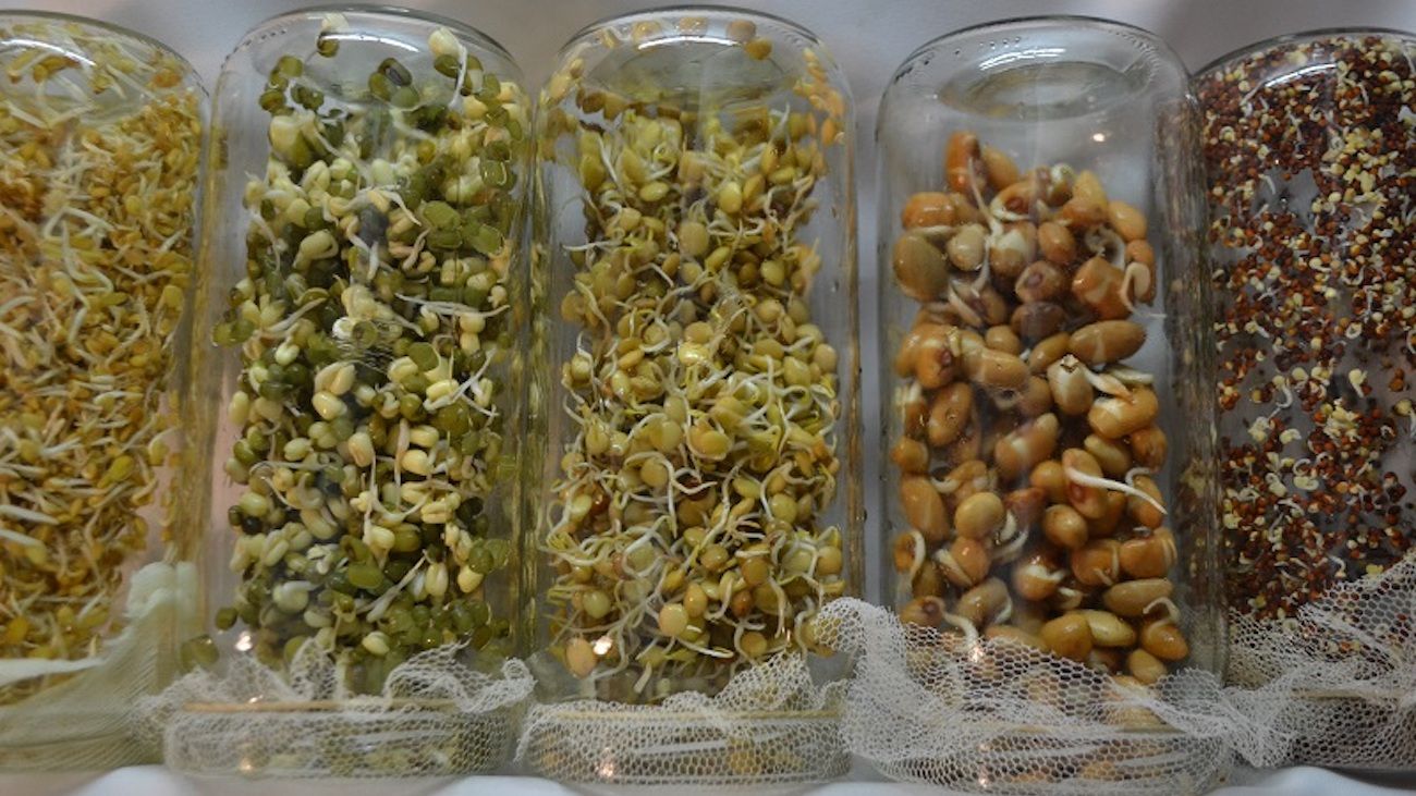 Paso a paso: cómo cultivar germinados, brotes y microgreens en casa