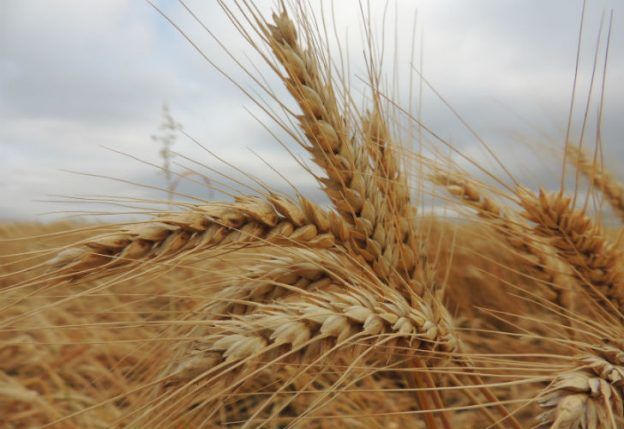 Argentina envía inusuales cargamentos de trigo a Etiopía