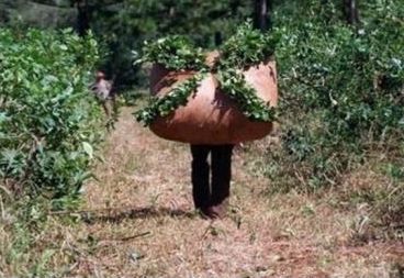 "0-800-yerba" de Moreno, no atiende
