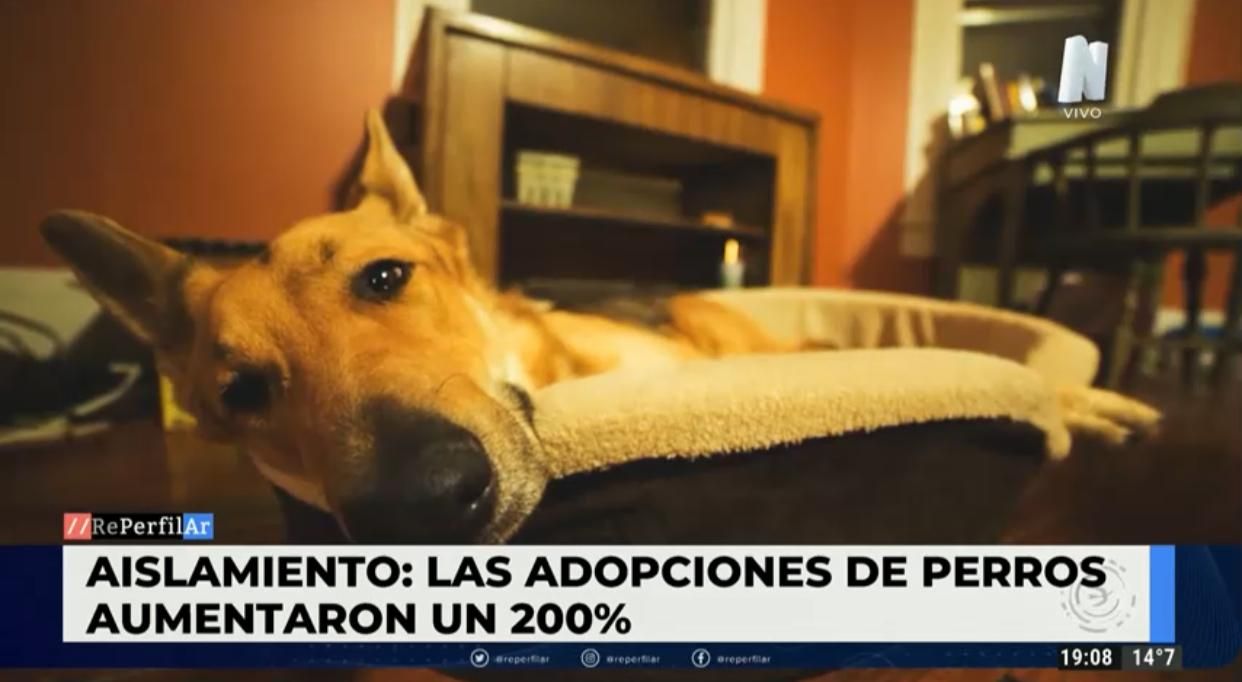 En la cuarentena aumentó un 200% la adopción de perros