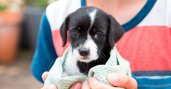 Las adopciones de mascotas crecieron un 200% en pandemia: ¿Qué cuidados hay que tener?