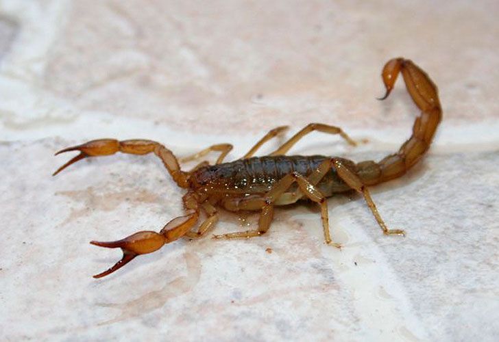 Pánico por alacranes en un barrio de Florencio Varela