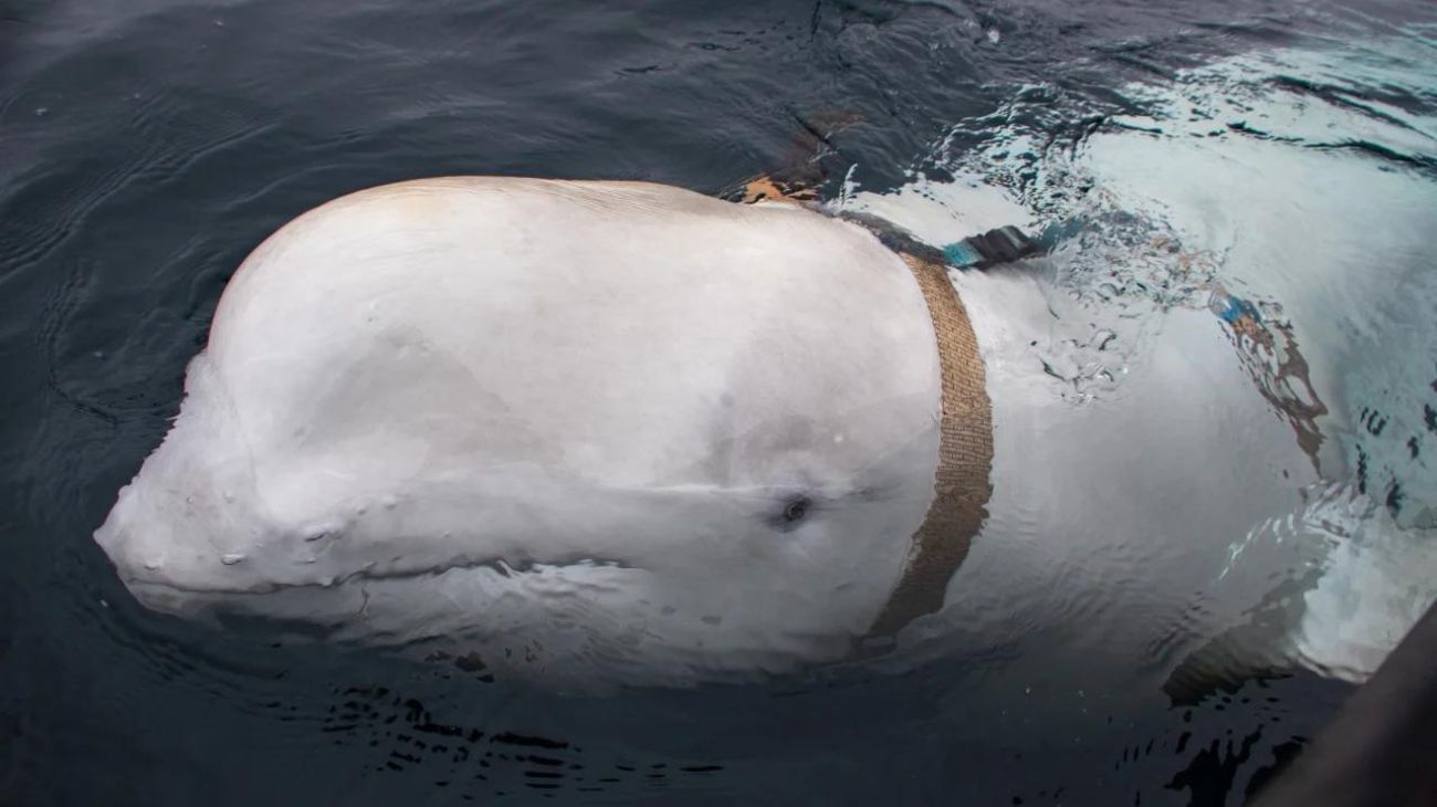 Encontraron muerta a Hvaldimir, la ballena "espía" de Rusia, en las costas de Noruega