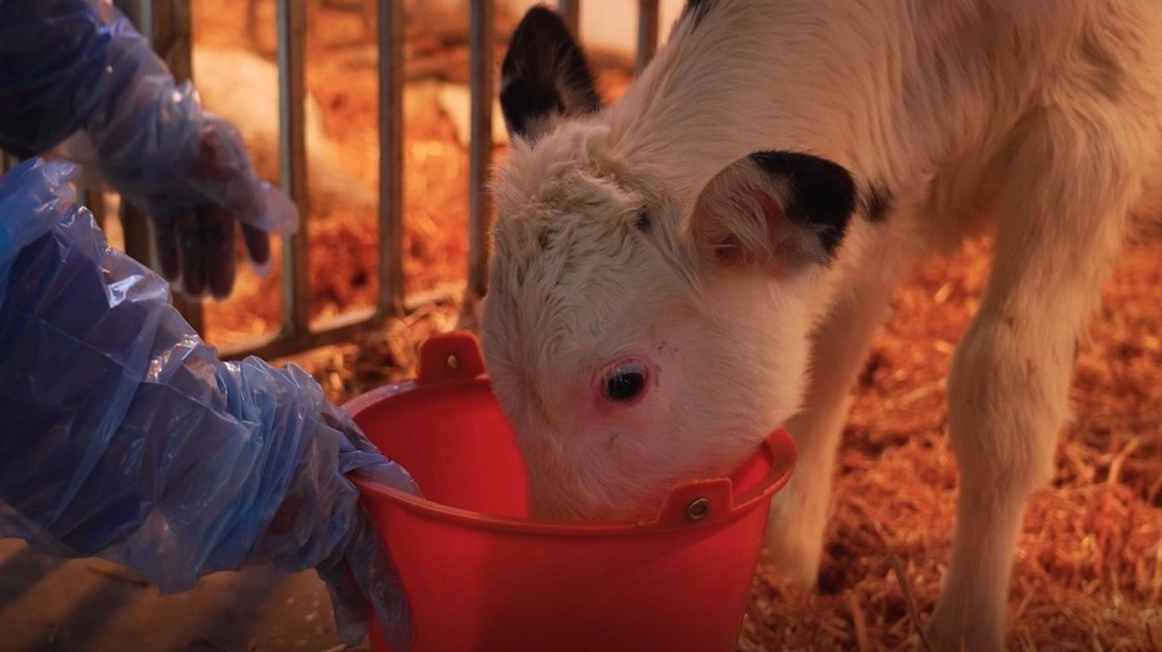 Científicos chinos clonaron con éxito "súper vacas" lecheras altamente productivas