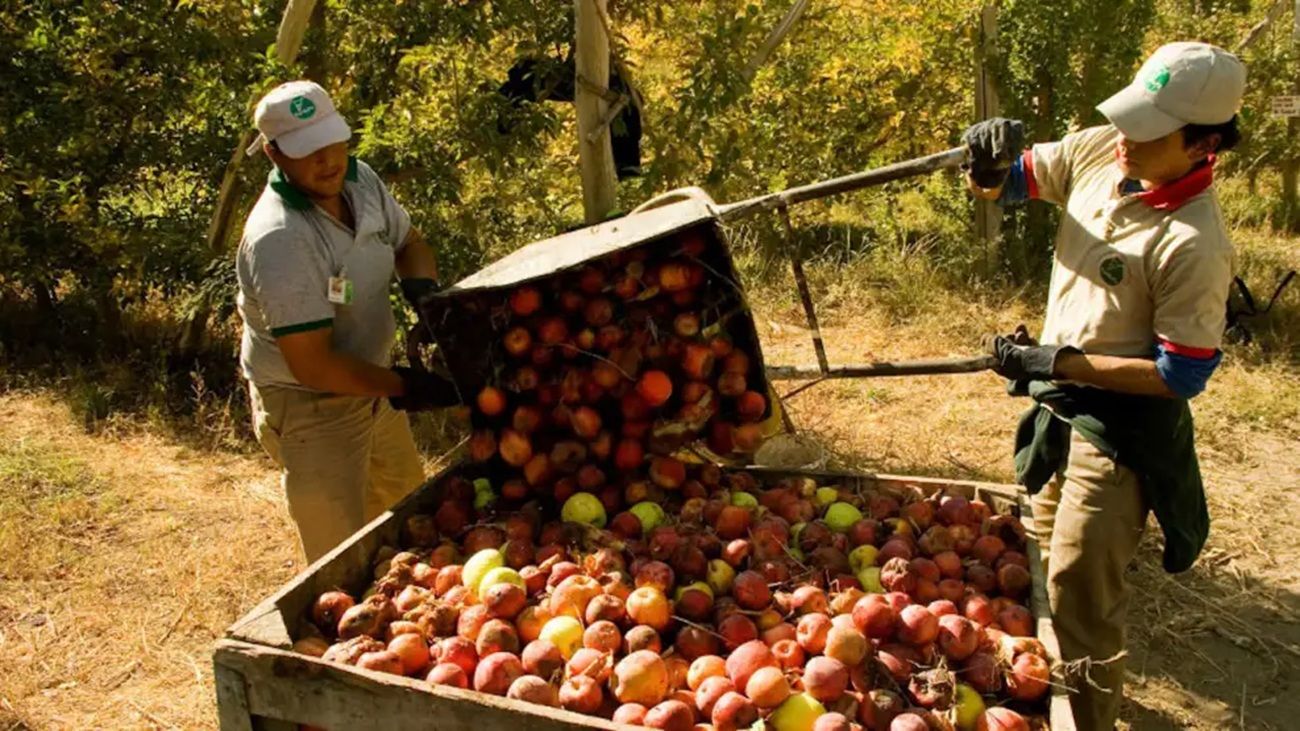 Control de plagas: el Senasa actualizó el programa para combatir la mosca de los frutos