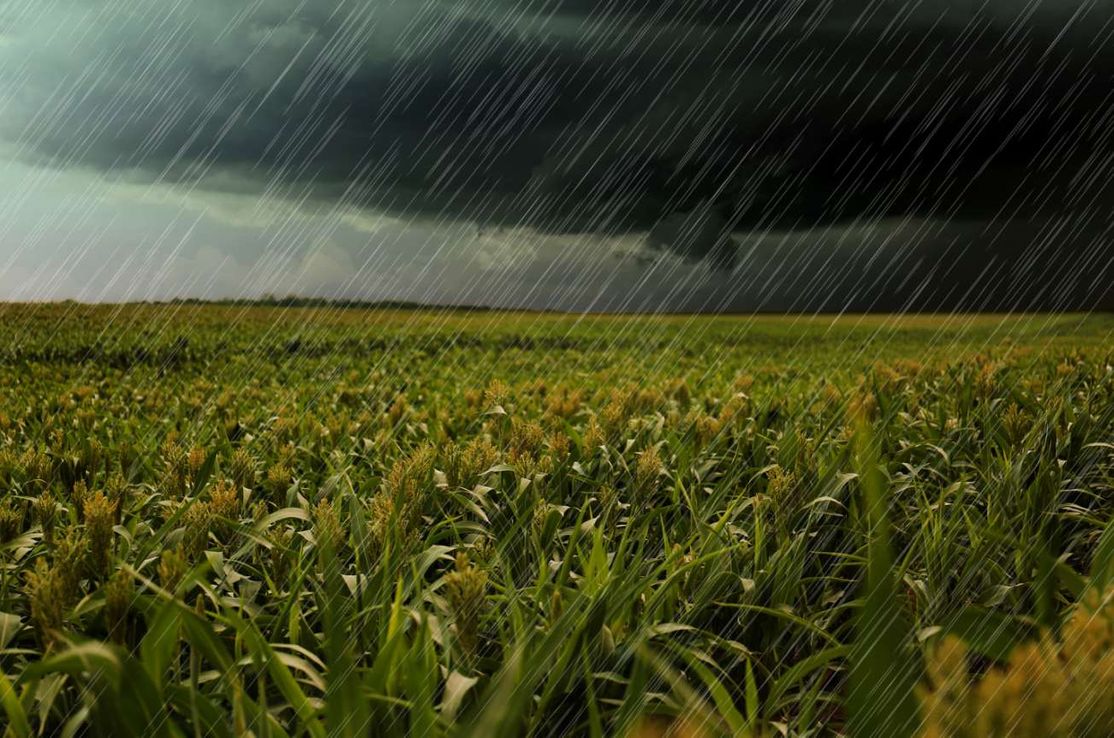 Diluvio: ¿de dónde viene el "olor a tierra mojada" que anticipa la lluvia?