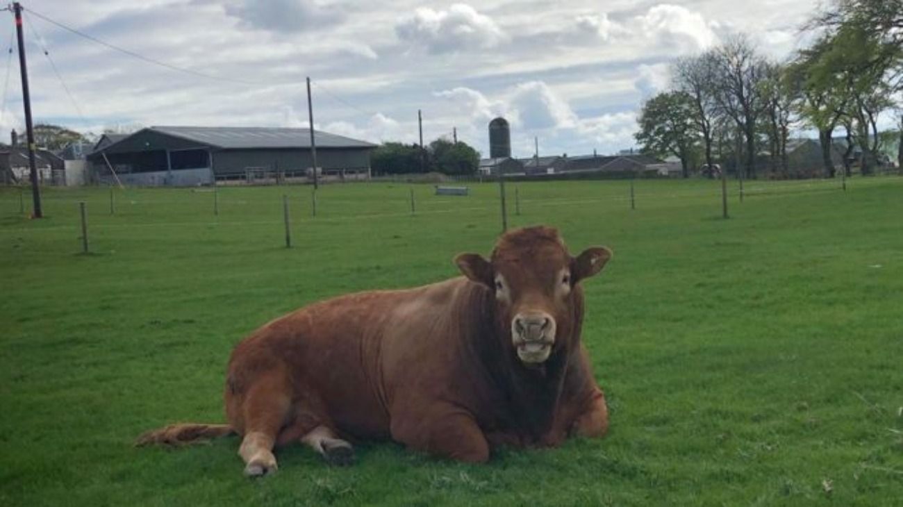 Escocia: un toro se rascó con un poste eléctrico y dejó a 800 familias sin luz