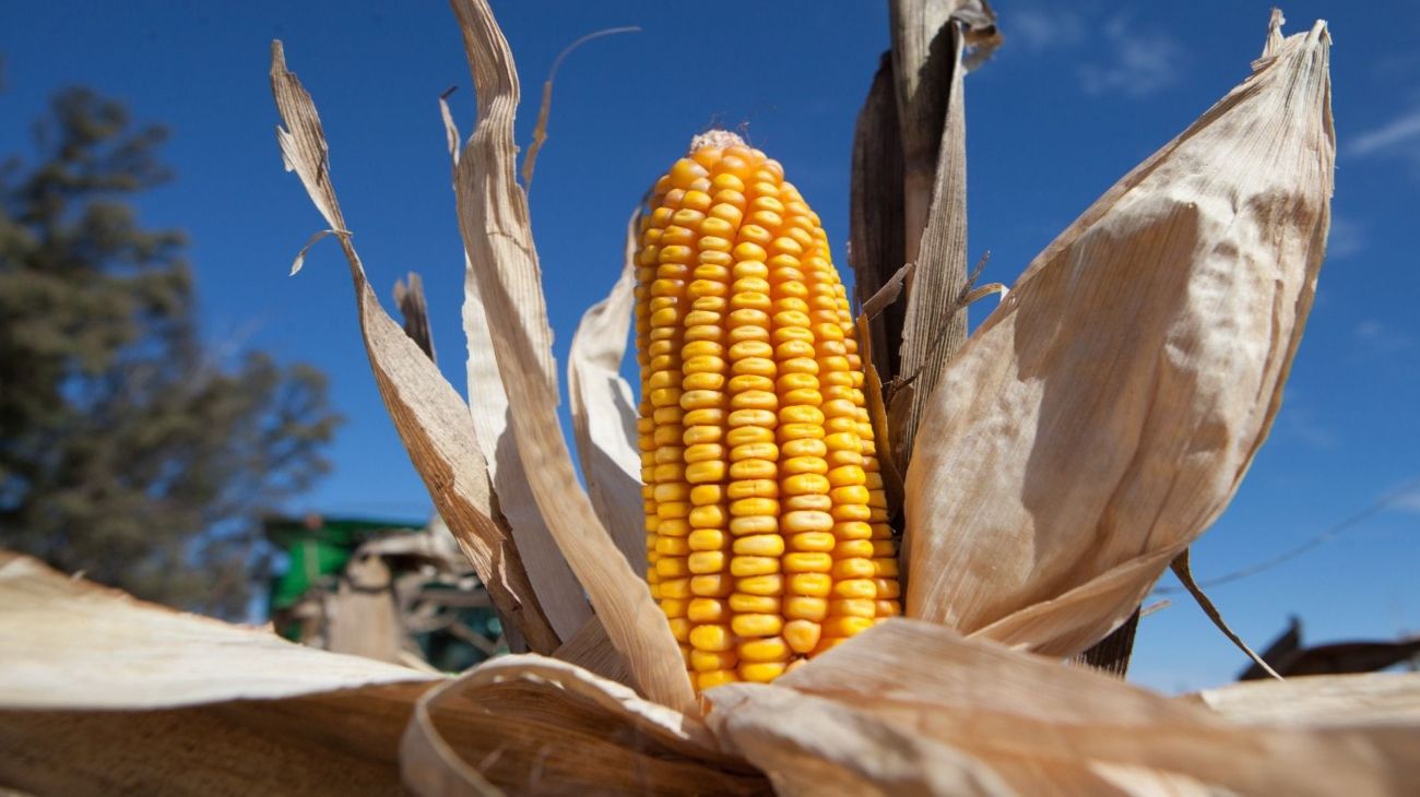 Chicharrita: informarse será clave de cara a la próxima siembra de maíz