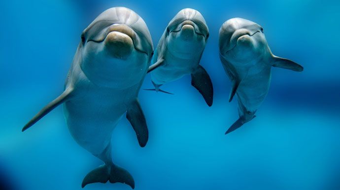 La hora de los Delfines | Empoderar a los sensibles, sensibilizar a los poderosos