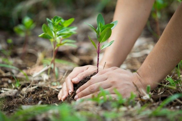 Cinco ideas para salvar al planeta