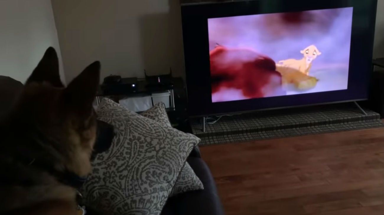 La reacción de un perro al ver la muerte de Mufasa en "El rey león" enternece a la red